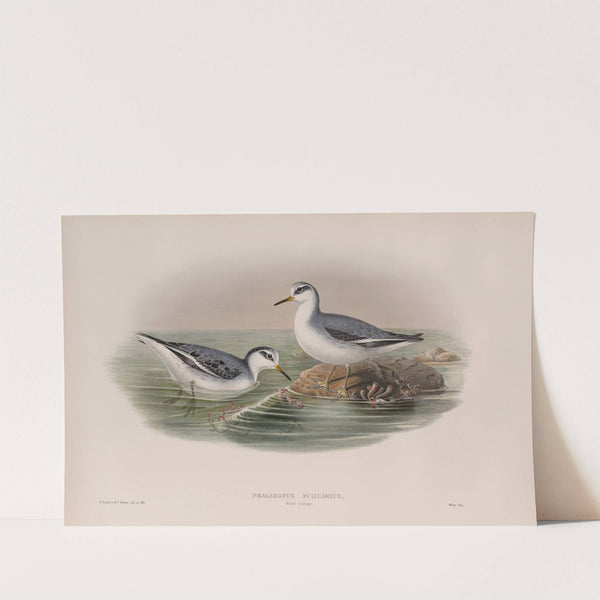Phalaropus fulicarius. Winter plumage. Grey Phalarope (winter plumage). (1862-1873) by John Gould