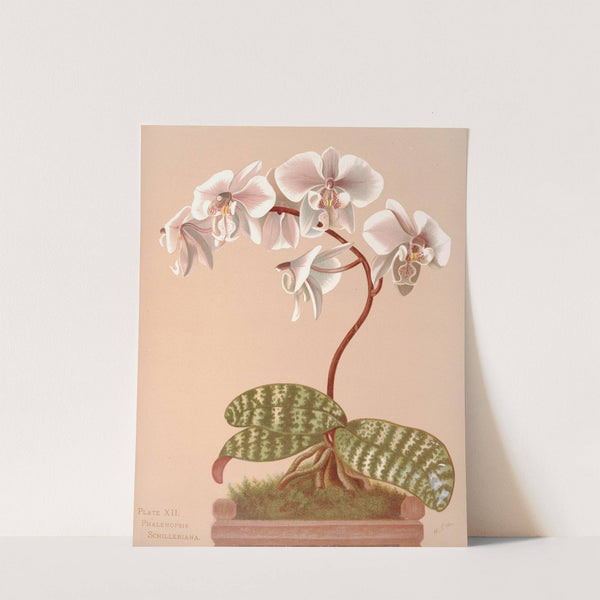 Phalenopsis Schilleriana by Harriet Stewart Miner