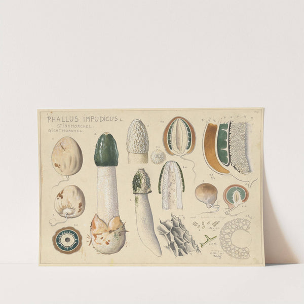 Phallus impudicus L. (1915-1945) by Hans Walty