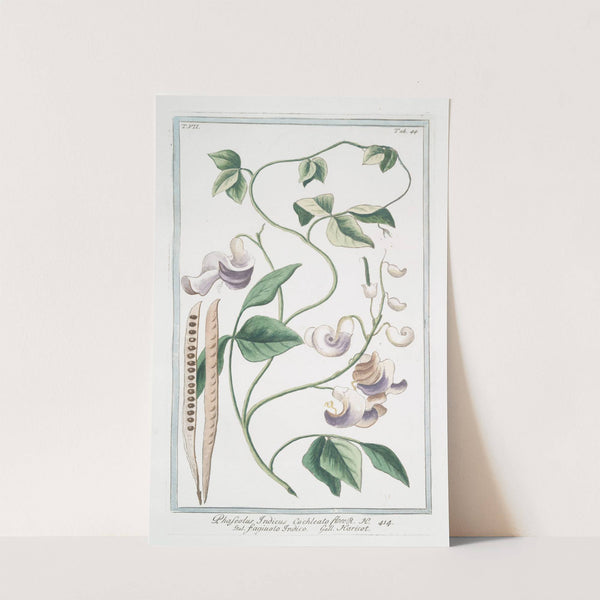 Phaseolus Indicus, cochleato flore - Fagiuolo Indico - Haricot by Giorgio Bonelli