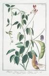 Phaseolus Indicus, maximus siliqua erecta – Fagioli grossi – Haricot. (Indian kidney bean)
