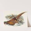 Phasianus colchicus (Ring-necked Pheasant) by John Gould