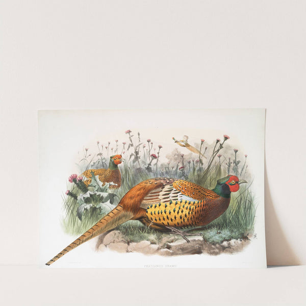 Phasianus Shawii. (1872) by Joseph Smit