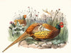 Phasianus Shawii.