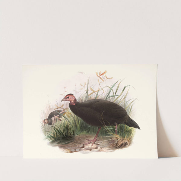 Phasidus Niger (1872) by Joseph Smit