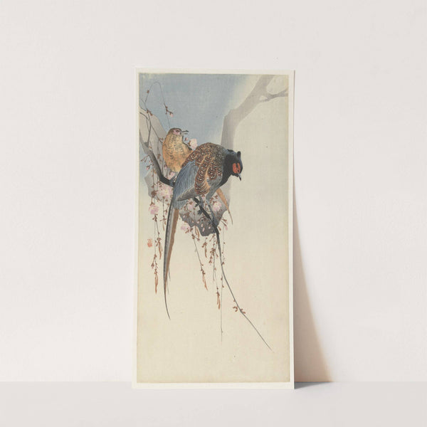 Pheasant couple and plum blossom (1900 - 1930) by Ohara Koson