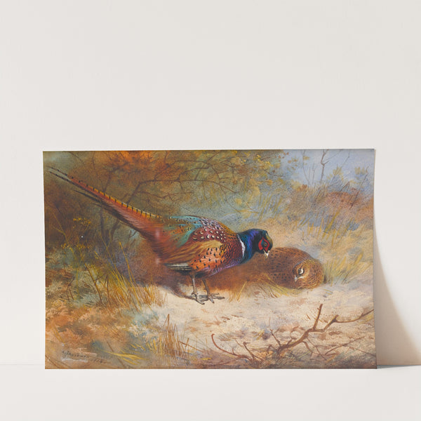 Pheasants (1918) by Archibald Thorburn
