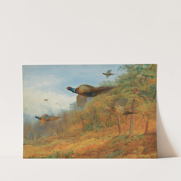 Pheasants Breaking Out Of Cover (1908) by Archibald Thorburn