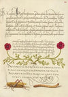 Pheasant’s-Eye, Cricket or Grasshopper, and Wireworm (1561–1596)