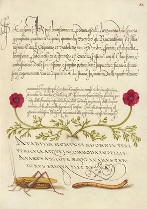 Pheasant’s-Eye, Cricket or Grasshopper, and Wireworm (1561–1596)