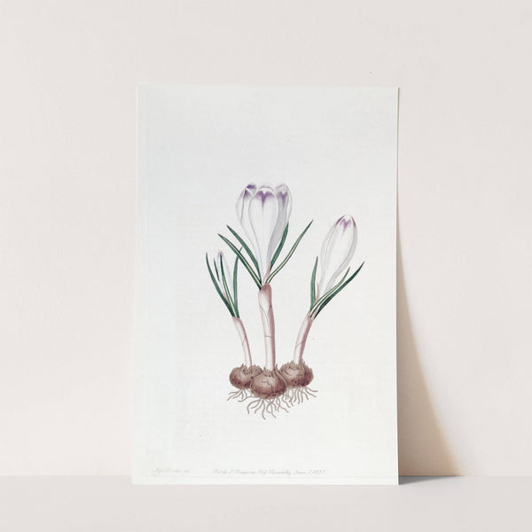 Pheasant's Feather Crocus by Sydenham Edwards