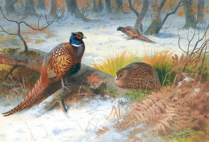 Pheasants In The Snow (1897)