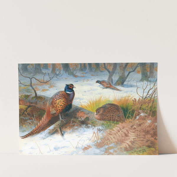 Pheasants In The Snow (1897) by Archibald Thorburn