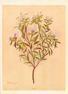 Phebalium Nudum