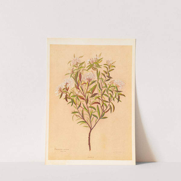 Phebalium Nudum by Georgina Burne Hetley