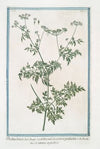Phellandrium – Cicutaria palustris – Cicutaria aquatica. (Water dropwort, Fine-leaved Water-hemlock)