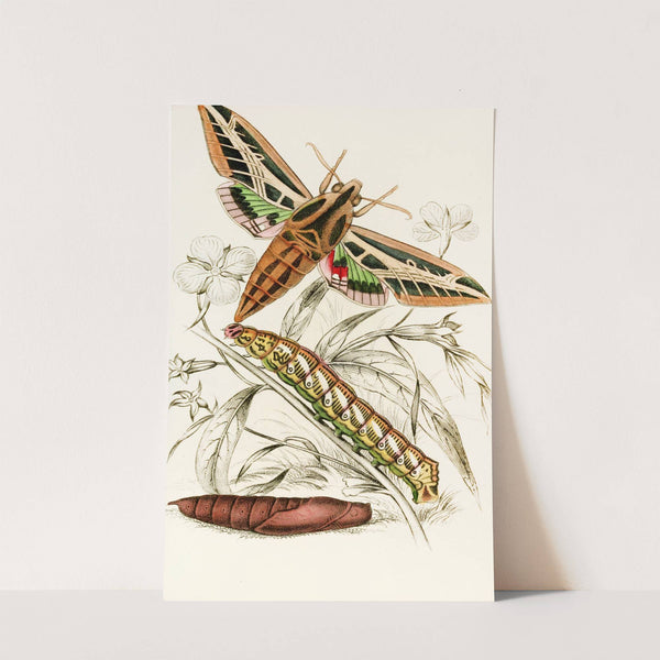 Philampelus vitis by James Duncan