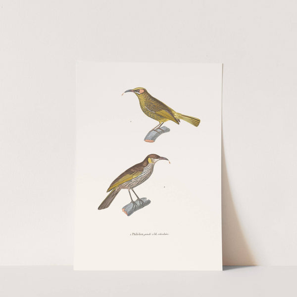 Philédon Grivelé. by Coenraad Jacob Temminck