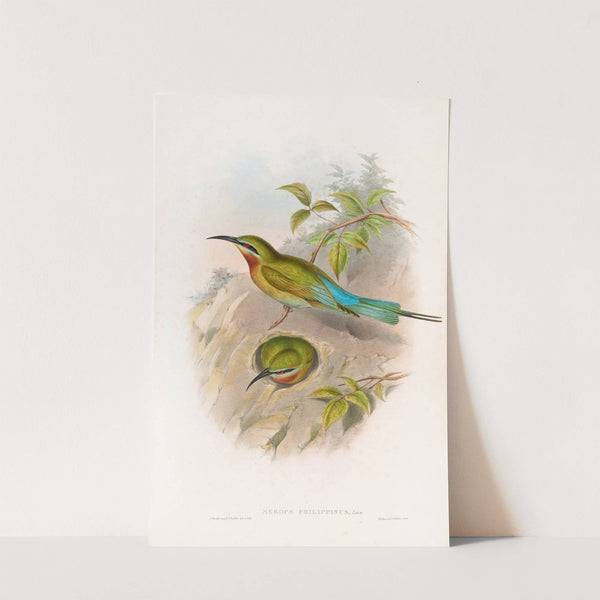 Philippine Bee-eater by John Gould