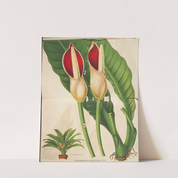 Philodendron calophyllum by Charles Antoine Lemaire