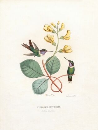 Philodice Mitchelli (1874-1877)
