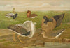 Philomachus pugnax