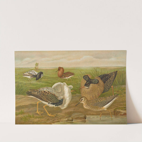 Philomachus pugnax by Johann Friedrich Naumann