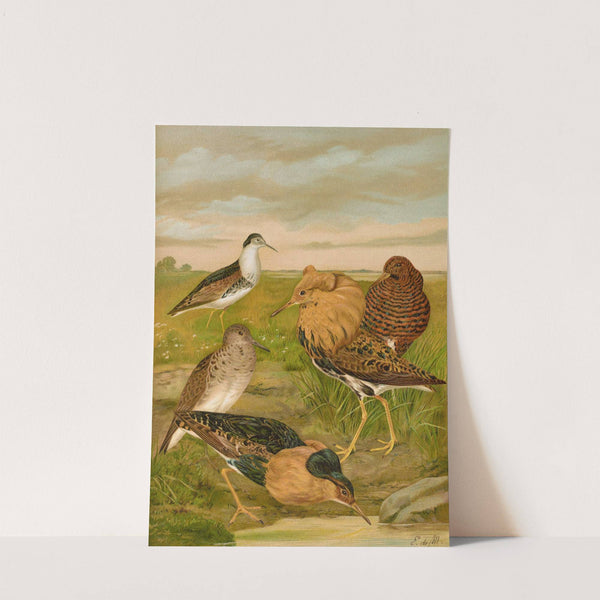 Philomachus pugnax. by Johann Friedrich Naumann