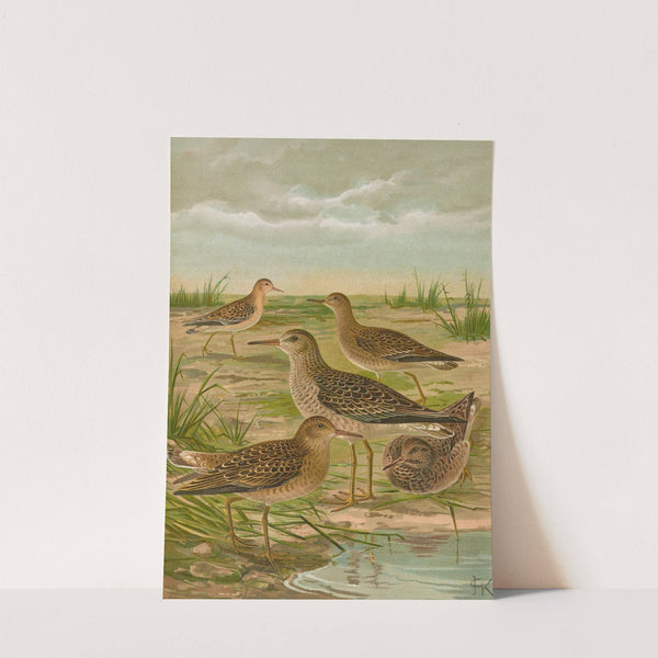 Philomachus pugnax (L.) by Johann Friedrich Naumann