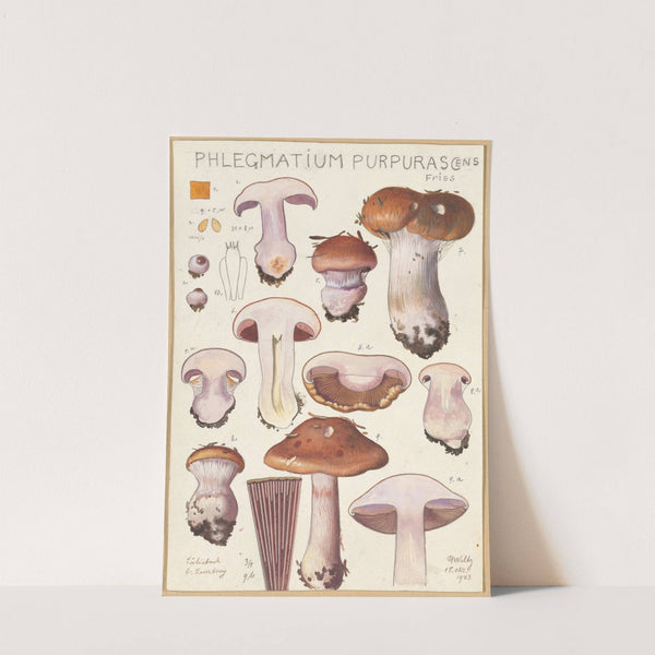 Phlegmacium purpuras (1915-1945) by Hans Walty