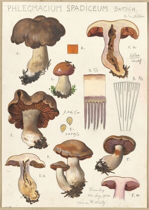 Phlegmacium spadiceum Batsch (1915-1945)