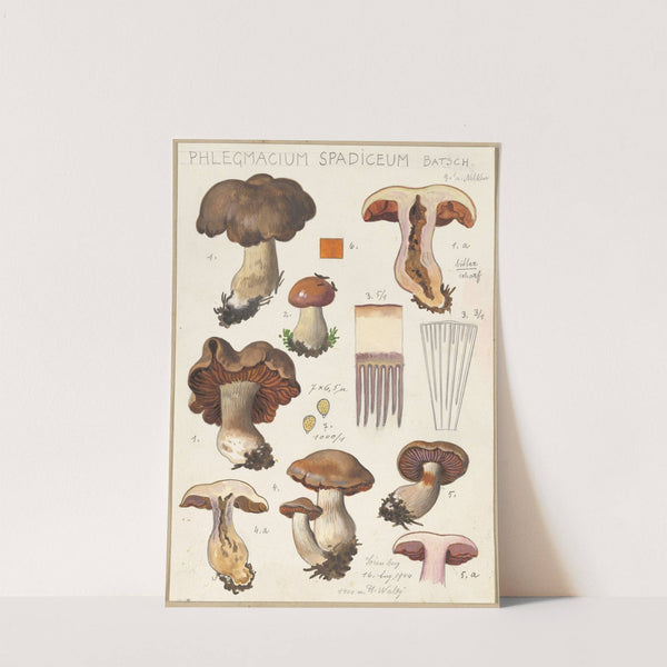 Phlegmacium spadiceum Batsch (1915-1945) by Hans Walty