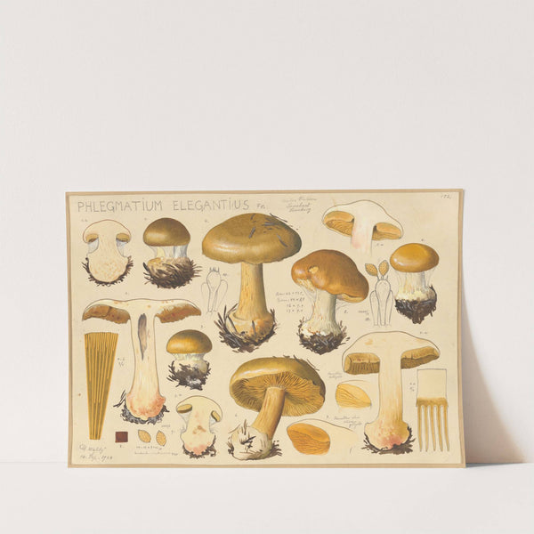 Phlegmatium elegantius Fr. (1915-1945) by Hans Walty