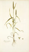 Phleum asperum