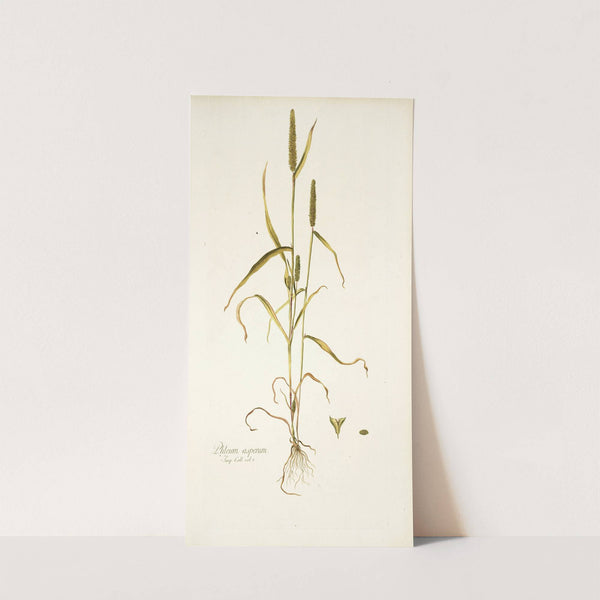 Phleum asperum by Nikolaus Joseph Freiherr von Jacquin