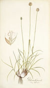 Phleum gerardi