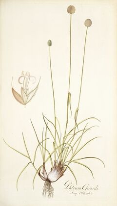 Phleum gerardi