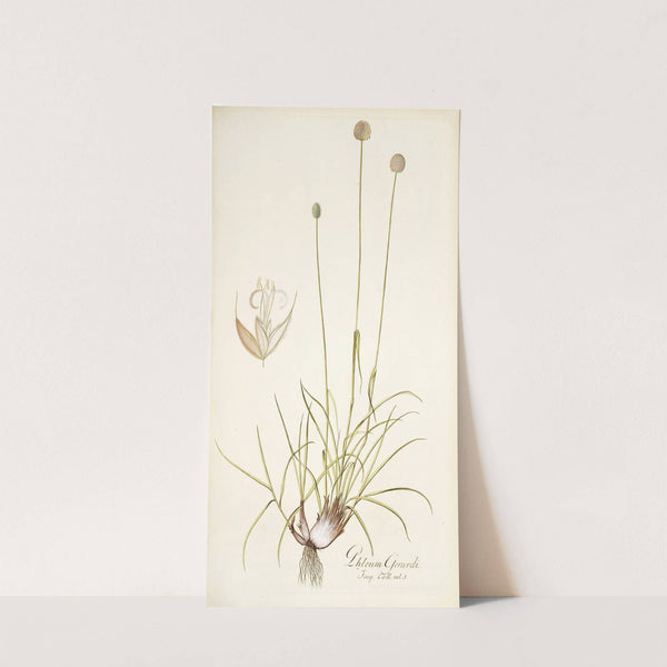 Phleum gerardi by Nikolaus Joseph Freiherr von Jacquin