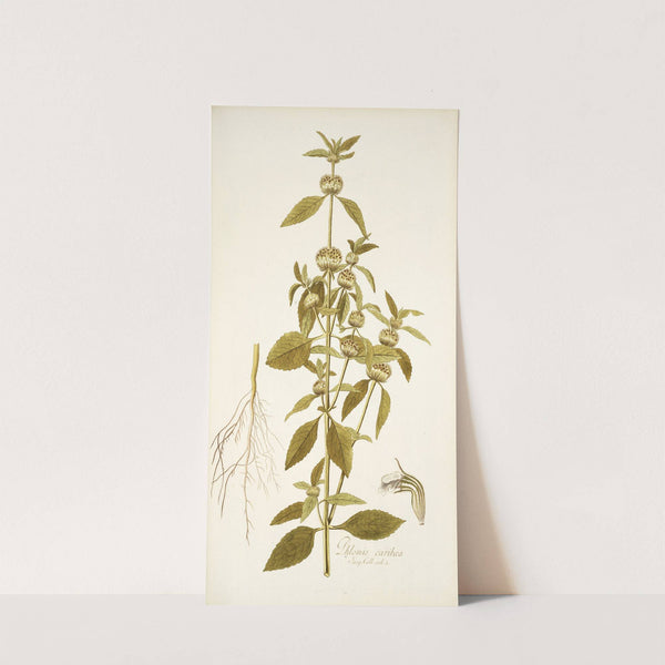 Phlomis caribaea by Nikolaus Joseph Freiherr von Jacquin