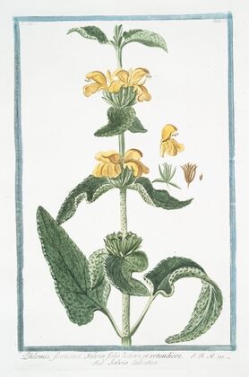 Phlomis fruticosa, Salviæ folio latiore, et rotundiore – Salvia Salvatica. (Jerusalem Sage)