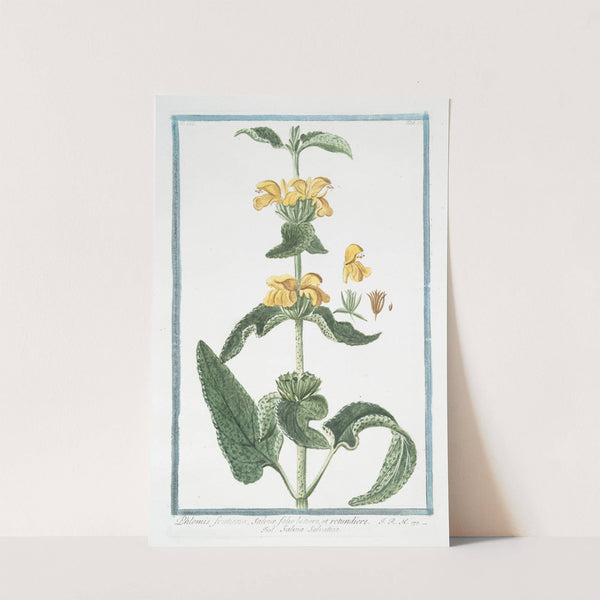 Phlomis fruticosa, Salviæ folio latiore, et rotundiore - Salvia Salvatica. (Jerusalem Sage) by Giorgio Bonelli