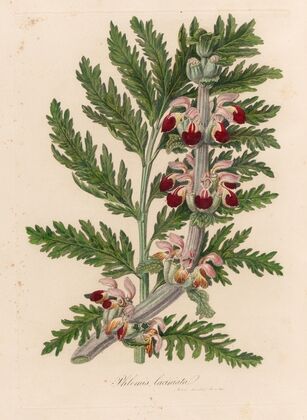 Phlomis laciniata (1818-1824)