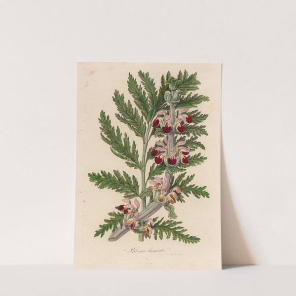 Phlomis laciniata (1818-1824) by Gaetano Savi