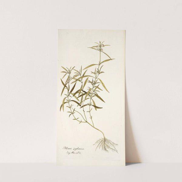 Phlomis zeylanica by Nikolaus Joseph Freiherr von Jacquin