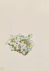 Pinxter Bloom (Azalea nudiflora) (1918)