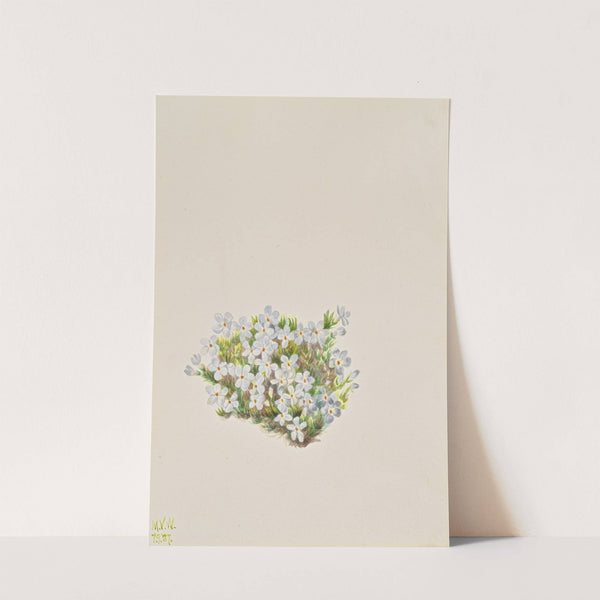 Phlox (Phlox caespitosa) (1937) by Mary Vaux Walcott