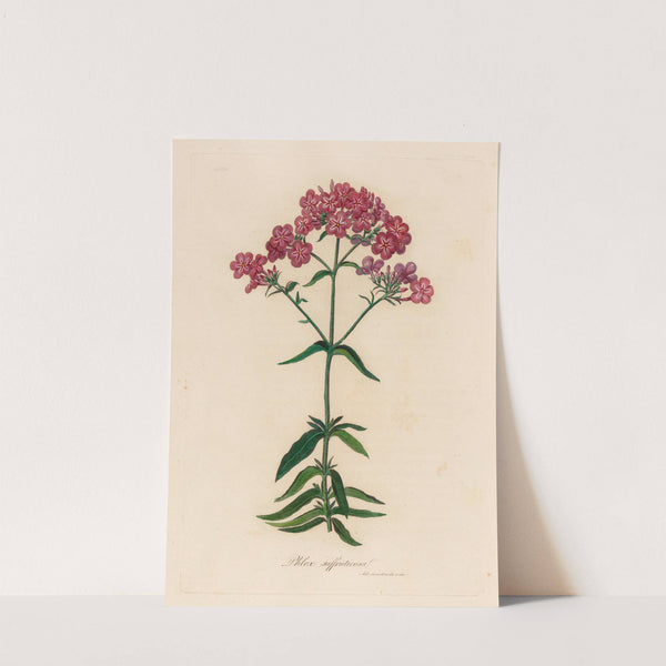 Phlox suffruticosa (1818-1824) by Gaetano Savi