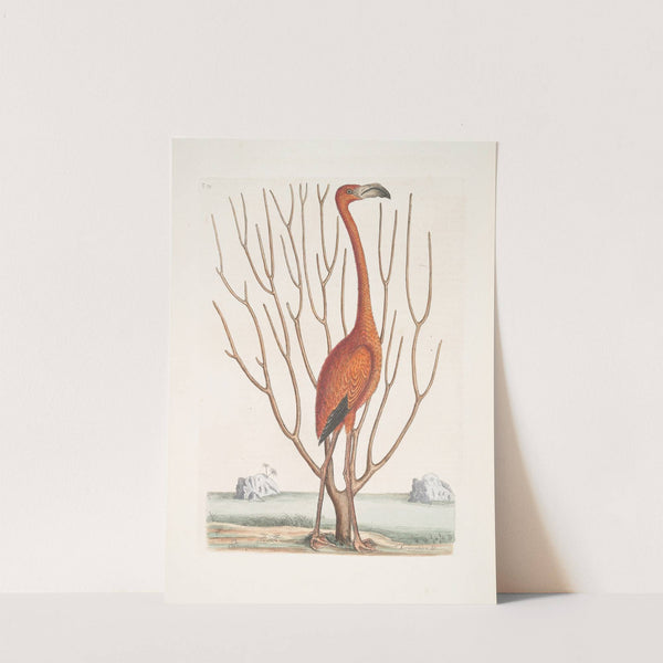 Phoenicopterus Bahamensis, The Flamingo; Keratophiton &c. by Mark Catesby