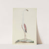 Phoenicopterus ruber roseus (Greater flamingo) (1777 - 1786) by Robert Jacob Gordon