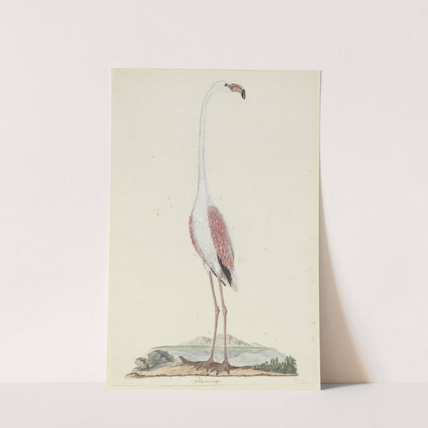 Phoenicopterus ruber roseus (Greater flamingo) (1777 - 1786) by Robert Jacob Gordon